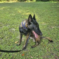 Sniper, a male Belgian Malinois for sale in Salisbury, NC – Photo 3 of 3