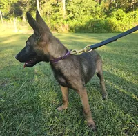 Jinx, a female German Shepherd Dog and Dutch Shepherd for sale in Salisbury, NC – 5 of 6