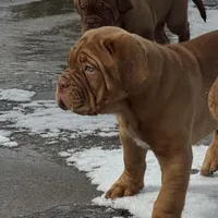 Black Female, a female Dogue de Bordeaux for sale in Madison, WI – Photo 2 of 10