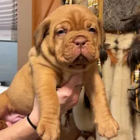 Black Female, a female Dogue de Bordeaux for sale in Madison, WI – Photo 9 of 10