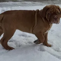 Black Female, a female Dogue de Bordeaux for sale in Madison, WI – Photo 6 of 10