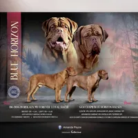 Black Female, a female Dogue de Bordeaux for sale in Madison, WI – Photo 10 of 10