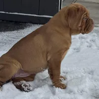 Black Female, a female Dogue de Bordeaux for sale in Madison, WI – Photo 5 of 10