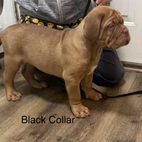 Black Female, a female Dogue de Bordeaux for sale in Madison, WI – Photo 3 of 10