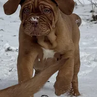 Black Female, a female Dogue de Bordeaux for sale in Madison, WI – Photo 4 of 10