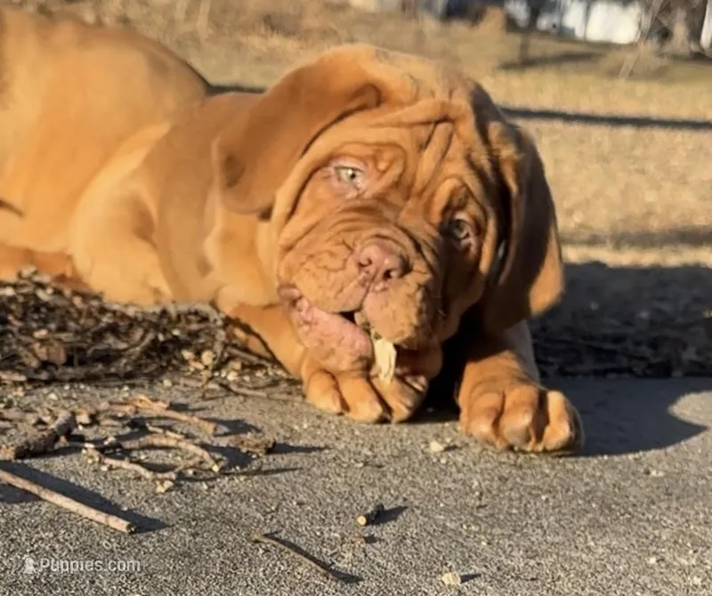 Black Female, a female Dogue de Bordeaux for sale in Madison, WI – Photo 1 of 10