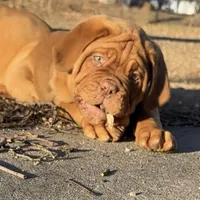 Black Female, a female Dogue de Bordeaux for sale in Madison, WI – Photo 1 of 10