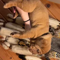 Black Female, a female Dogue de Bordeaux for sale in Madison, WI – Photo 8 of 10