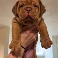 Black Female, a female Dogue de Bordeaux for sale in Madison, WI – Photo 7 of 10