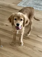 Goose, a male Golden Retriever and Miniature Golden Retriever for sale in Timnath, CO – 2 of 10