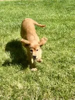 Goose, a male Golden Retriever and Miniature Golden Retriever for sale in Timnath, CO – 5 of 10