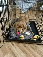 Goose, a male Golden Retriever and Miniature Golden Retriever for sale in Timnath, CO – 6 of 10