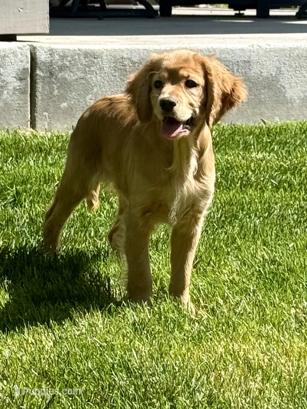 Goose – Golden Retriever, Miniature Golden Retriever puppy for sale in Timnath, CO