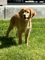 Goose, a male Golden Retriever and Miniature Golden Retriever for sale in Timnath, CO – 1 of 10