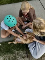 Goose, a male Golden Retriever and Miniature Golden Retriever for sale in Timnath, CO – 3 of 10