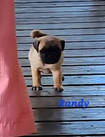 Randy, a male Pug for sale in Sheridan, MI – 4 of 6
