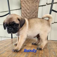 Randy, a male Pug for sale in Sheridan, MI – 6 of 6
