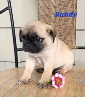 Randy, a male Pug for sale in Sheridan, MI – 2 of 6
