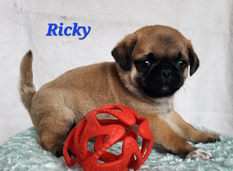Ricky – Pug puppy for sale in Sheridan, MI