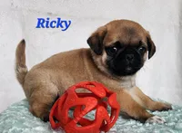 Ricky, a male Pug for sale in Sheridan, MI – 3 of 4