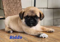 Riddo, a male Pug for sale in Sheridan, MI – 2 of 6