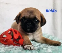 Riddo, a male Pug for sale in Sheridan, MI – 5 of 6