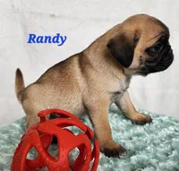Randy, a male Pug for sale in Sheridan, MI – 5 of 6