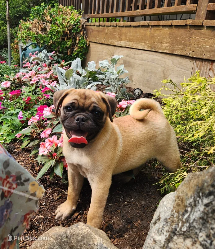 Ricky – Pug puppy for sale in Sheridan, MI