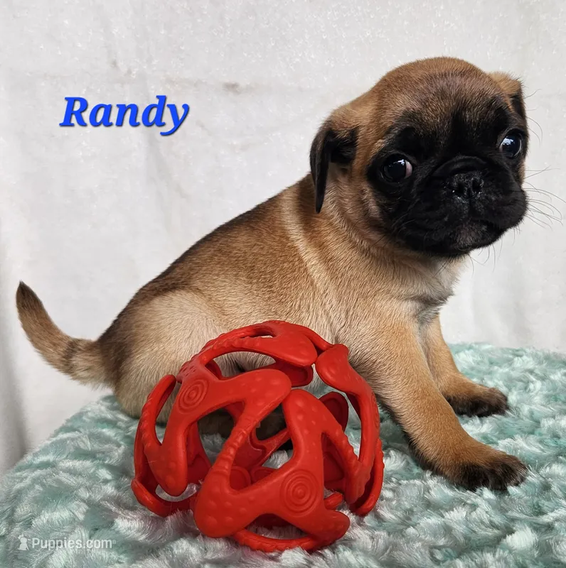 Randy – Pug puppy for sale in Sheridan, MI