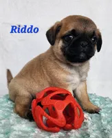 Riddo, a male Pug for sale in Sheridan, MI – 4 of 6