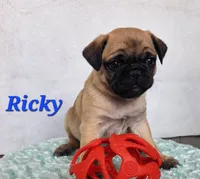 Ricky, a male Pug for sale in Sheridan, MI – 2 of 4