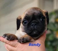 Randy, a male Pug for sale in Sheridan, MI – 3 of 6
