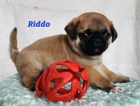Riddo, a male Pug for sale in Sheridan, MI – 3 of 6