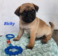Ricky, a male Pug for sale in Sheridan, MI – 1 of 4