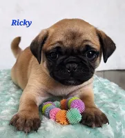 Ricky, a male Pug for sale in Sheridan, MI – 4 of 4