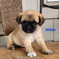 Riddo, a male Pug for sale in Sheridan, MI – 6 of 6