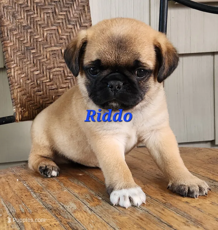 Riddo – Pug puppy for sale in Sheridan, MI