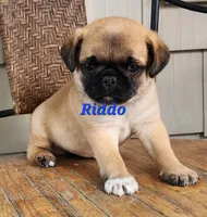 Riddo, a male Pug for sale in Sheridan, MI – 1 of 6