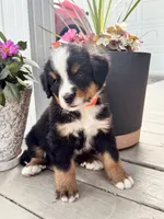 Twig, a male Bernese Mountain Dog for sale in Melvern, KS – 2 of 8