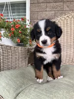 Honey, a female Bernese Mountain Dog for sale in Melvern, KS – 3 of 9