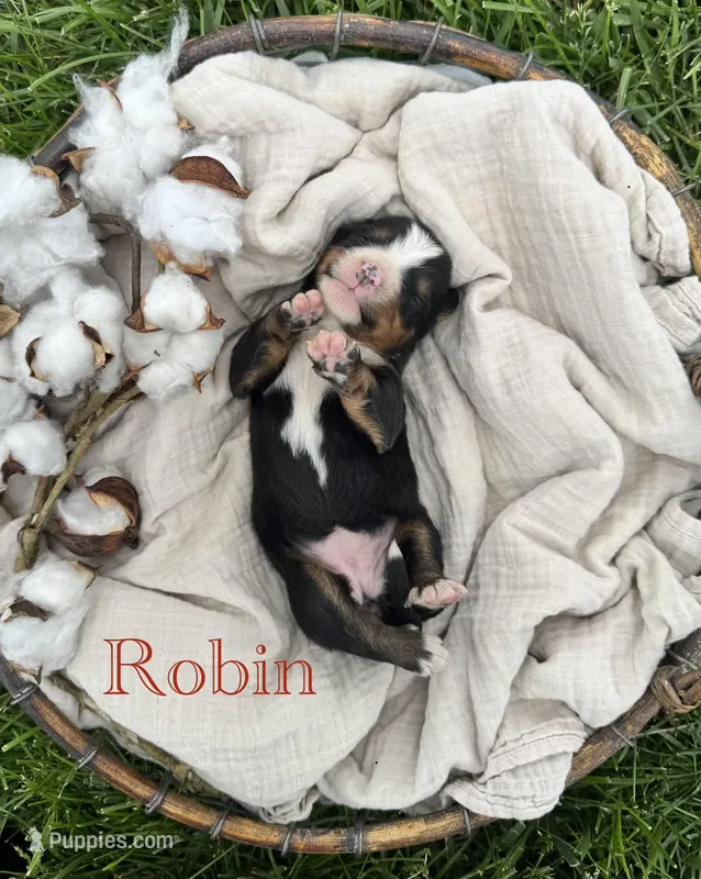 Robin, a female Bernese Mountain Dog for sale in Melvern, KS – Photo 1 of 1