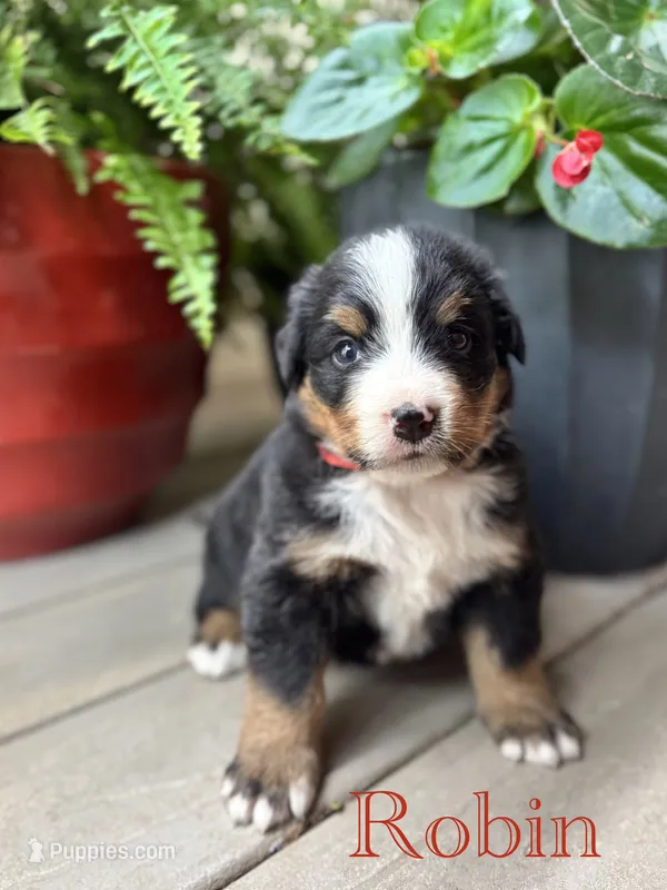 Robin – Bernese Mountain Dog puppy for sale in Melvern, KS
