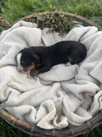 Heron, a male Bernese Mountain Dog for sale in Melvern, KS – Photo 2 of 2
