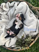 Heron, a male Bernese Mountain Dog for sale in Melvern, KS – Photo 1 of 2