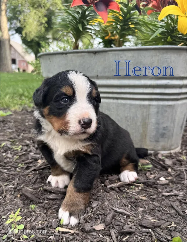 Heron – Bernese Mountain Dog puppy for sale in Melvern, KS