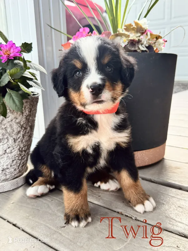 Twig – Bernese Mountain Dog puppy for sale in Melvern, KS