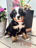 Twig, a male Bernese Mountain Dog for sale in Melvern, KS – 1 of 8