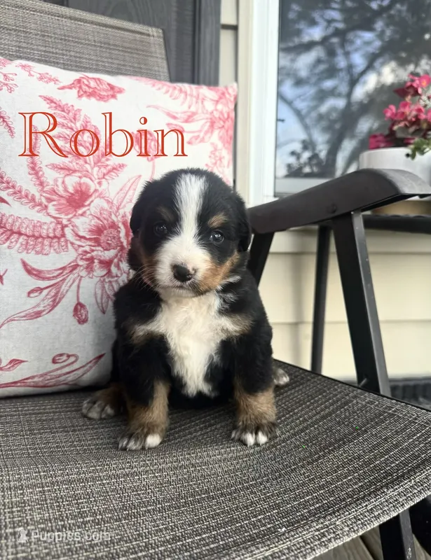 Robin – Bernese Mountain Dog puppy for sale in Melvern, KS