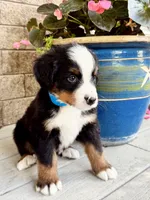 Brooks, a male Bernese Mountain Dog for sale in Melvern, KS – 2 of 7