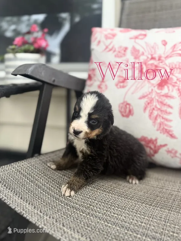 Willow – Bernese Mountain Dog puppy for sale in Melvern, KS
